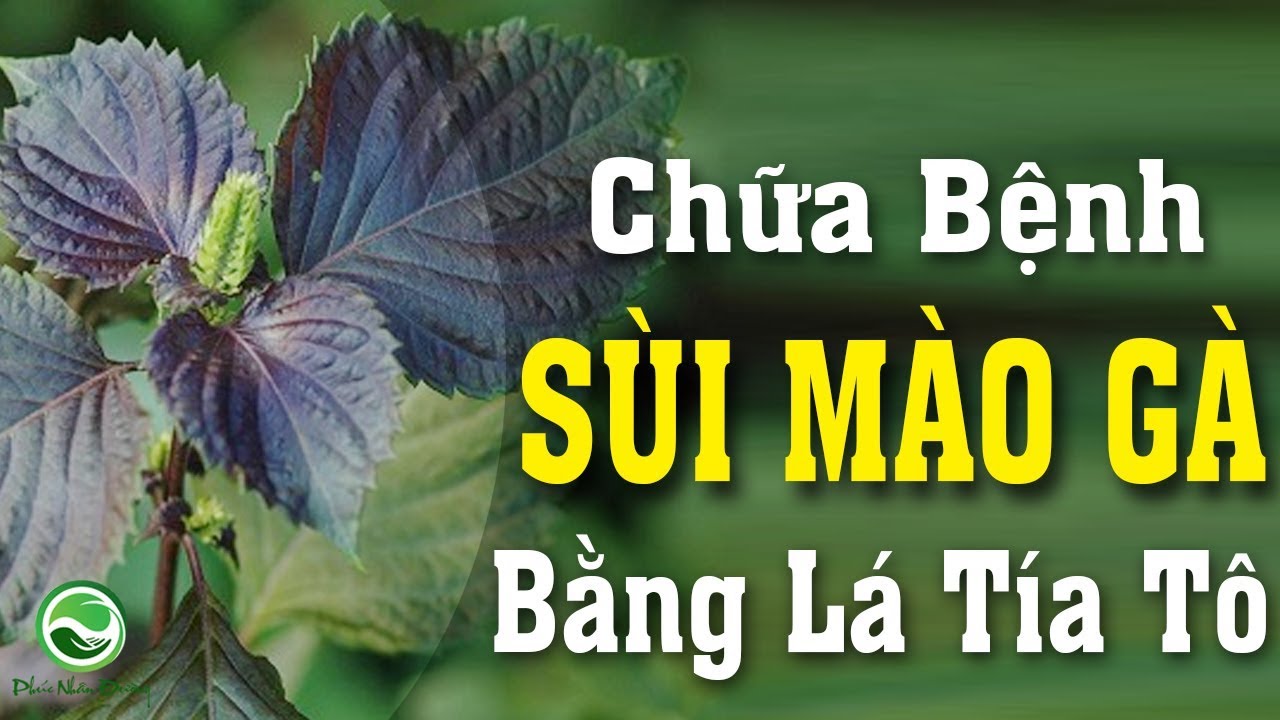 chữa sùi mào gà bắng lá tía tô